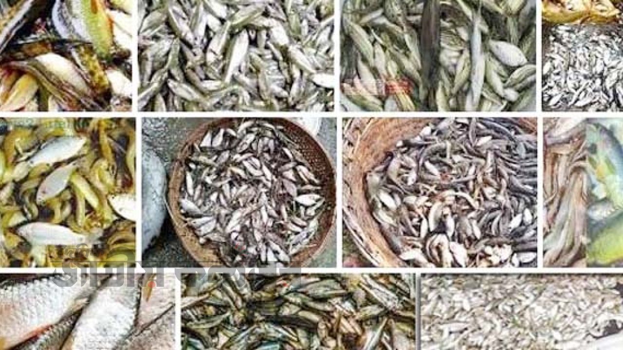 শিবগঞ্জে জাতীয় মৎস্য সপ্তাহের উদ্বোধন: র‌্যালি, আলোচনা ও পোনা অবমুক্তকরণ