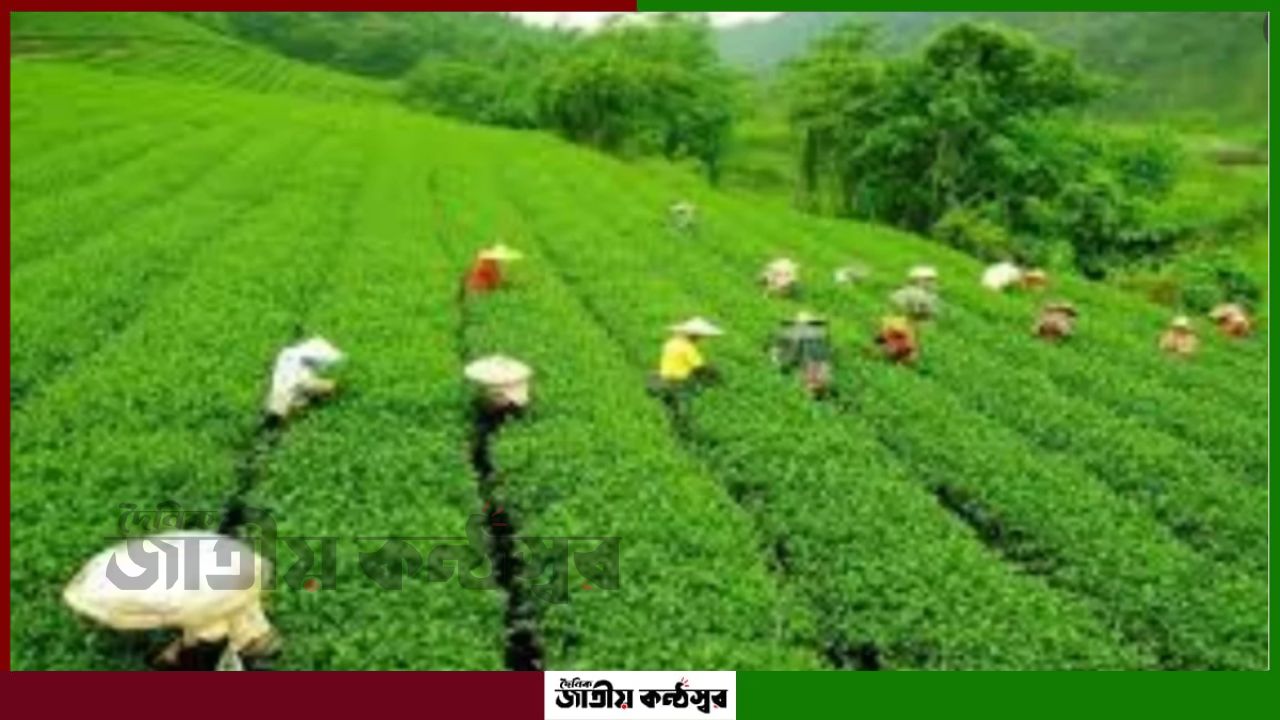 বিদ্যুৎ সংকটে বিপর্যস্ত চা-বাগান, বাড়ছে উৎপাদন খরচ