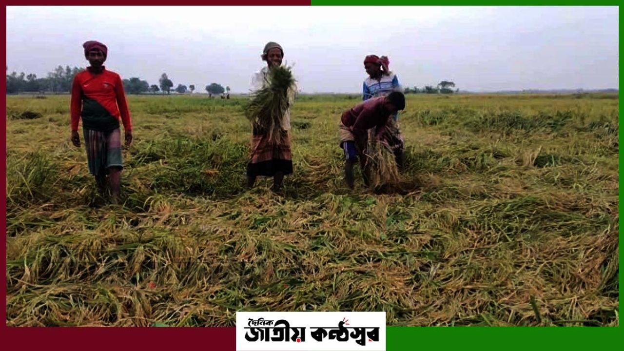 শ্রমিক সংকটে থমকে নিয়ামতপুরের ছাতড়া বিলে ধান কাটা, মজুরি দ্বিগুণ
