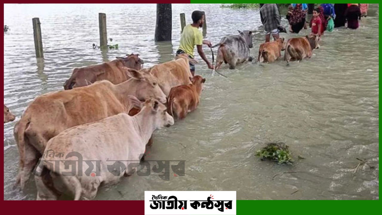 টানা বর্ষণে সিলেটে বাড়ছে নদীর পানি, হাওড়ে আগাম বন্যার শঙ্কা
