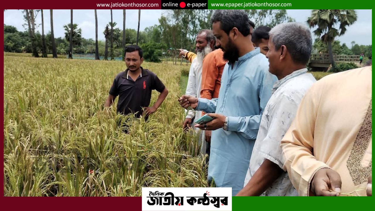 ইটভাটার ধোঁয়ায় মহাদেবপুরে ধান নষ্টের অভিযোগ: ক্ষতিপূরণের আশ্বাস, ক্ষোভে কৃষকরা