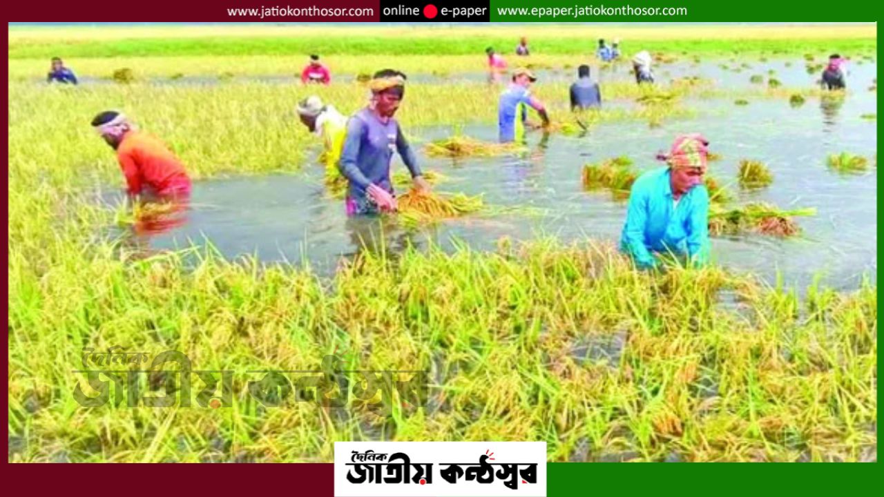 হাওড়ে আগাম বন্যা: পাঁচ জেলায় নিম্নাঞ্চল প্লাবিত, ধান হারানোর শঙ্কায় কৃষক