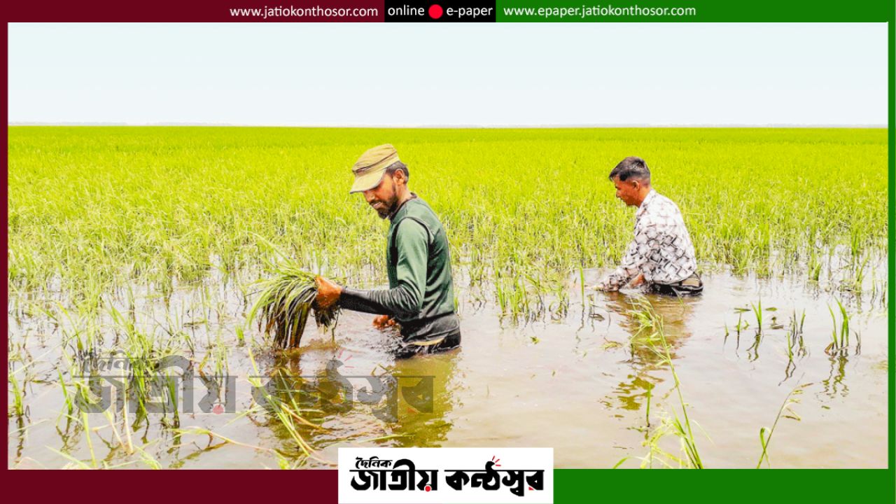 হাওরে ভেজা ধানের দুঃসহ বাস্তবতা: সরকারি শর্তে গুদাম বন্ধ, লোকসানে দিশেহারা কৃষক