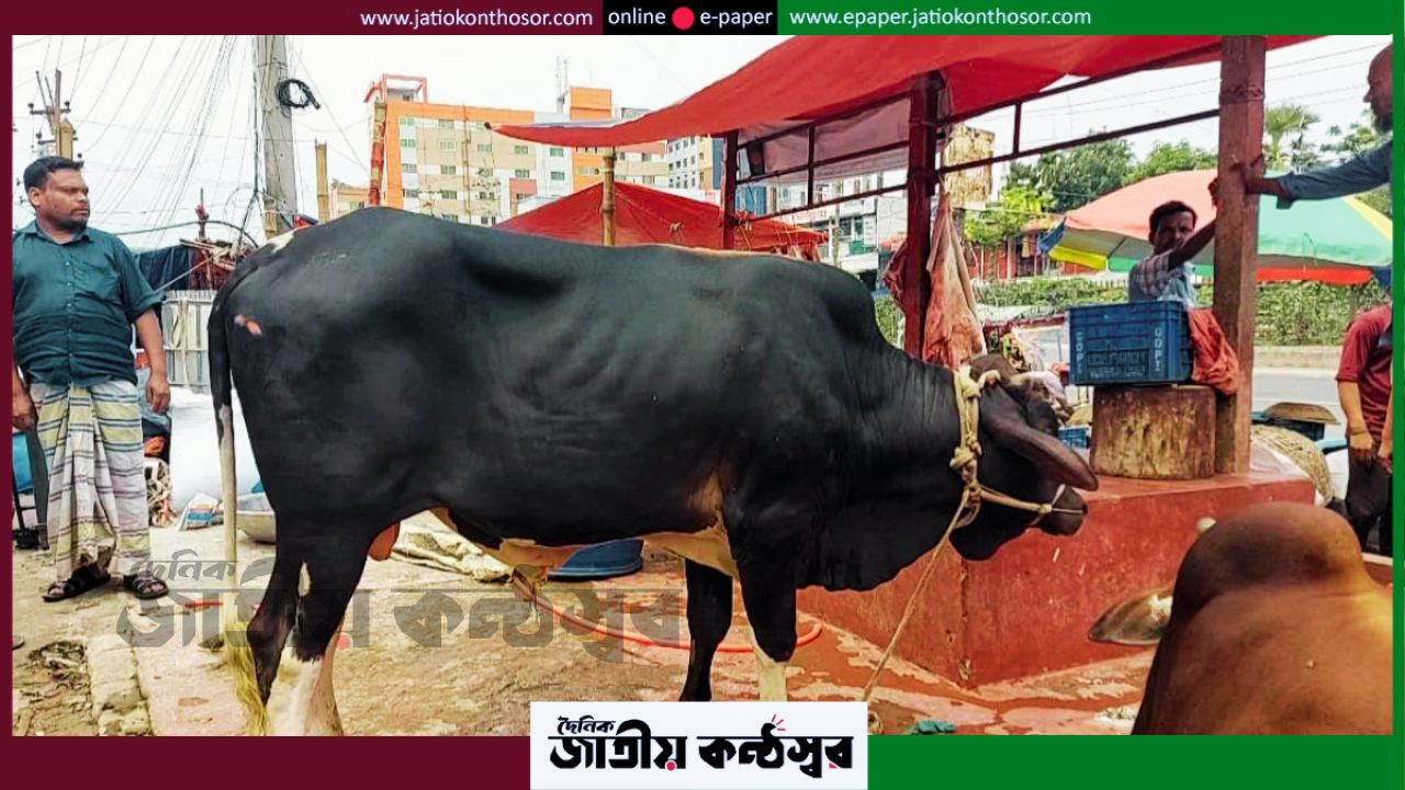 ডাকাতির ২৪ ঘণ্টার মধ্যেই উদ্ধার ৮ গরু, গাজীপুরের কসাইখানা থেকে মিলল জবাই করা একটির মাংস