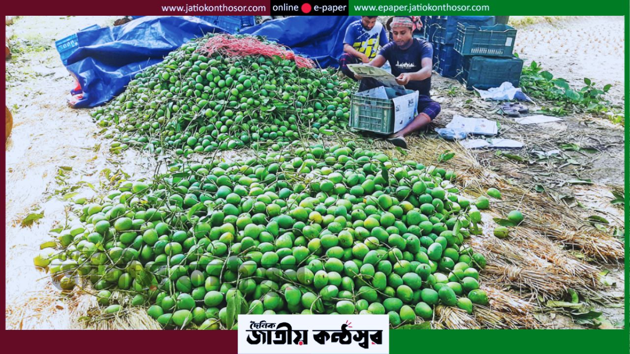 ইউরোপের বাজারে আবারও সাতক্ষীরার হিমসাগর আম, চাষি-রপ্তানিকারকদের চোখে নতুন সম্ভাবনা