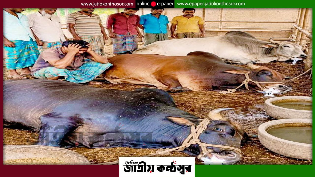 কুরবানির ঈদের আগে বিষ খাইয়ে কৃষকের ৩ গরু হত্যা, পথে বসার শঙ্কায় পরিবার