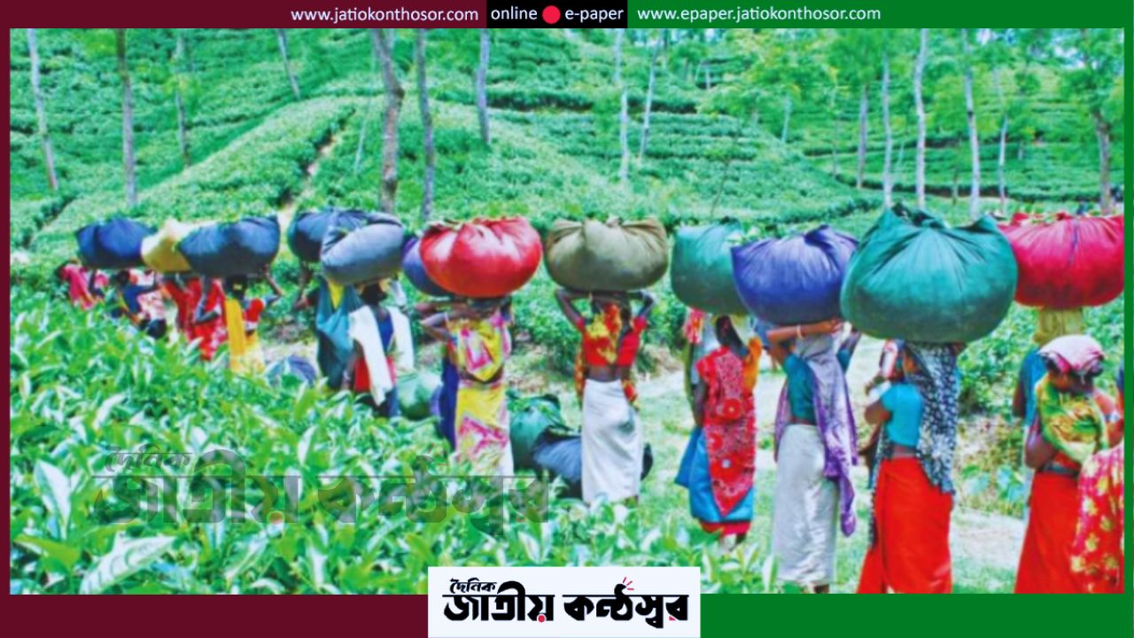 বাংলাদেশের চা শিল্পে সংকট ও সম্ভাবনা: সমন্বিত উদ্যোগে বৈদেশিক মুদ্রা আয়ের নতুন সুযোগ