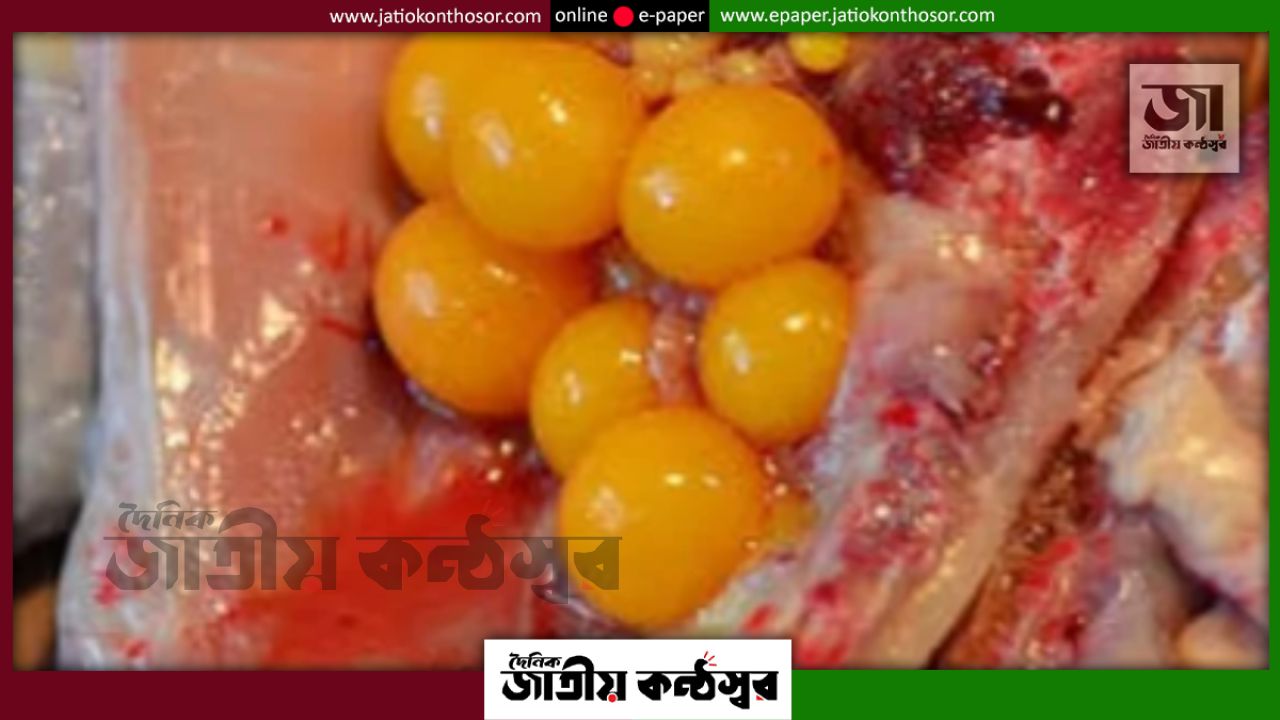 মুরগির পেটে পাওয়া ডিম খাওয়া যাবে? রান্নার আগে যে বিষয়গুলো জানা জরুরি